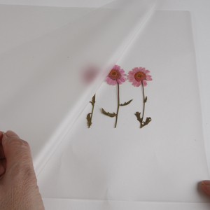 A Laminated Flower Card