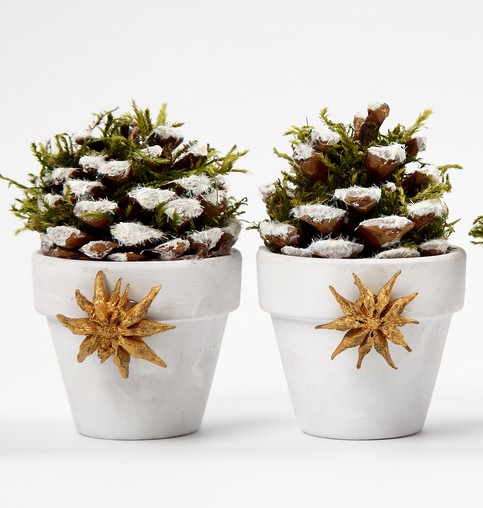 Flower Pots with Pine Cones